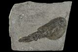 Rare, Silurian Phyllocarid (Ceratiocaris) Fossil - Scotland #113109-1